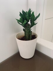Plant in a white pot