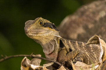 Australian Dragon Lizard Watching