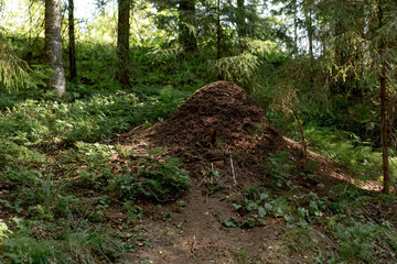 Big ant hill in green forest of Karelia. Summer in Russia