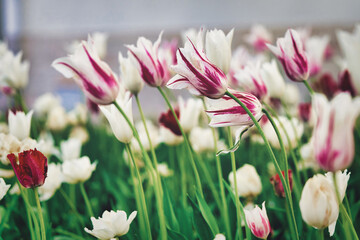 Bright flowers of tulips on a tulip field on a sunny morning