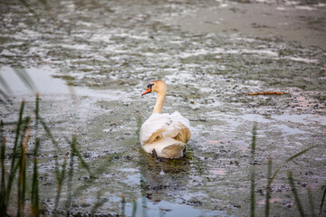 A male white swan with a red beak and folded wings calmly swims on a lake or pond. Calmly glides on the surface of the water in duckweed and reeds in the evening. Back view. Reed stalks. 