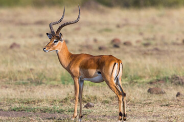 Naklejka na ściany i meble African Impala antelope with big horns