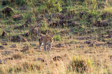 Leopard walking in the grass on the savannah in Africa