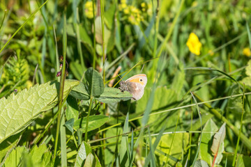 Small heath butterfly on a clover leaf