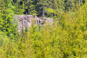 Obraz premium Spruce forest with a rock wall