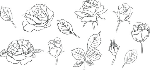 Rose flower outline vector. Hand drawn vector set