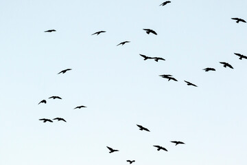 Obraz premium Silhouettes of jackdaws in the sky