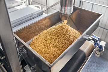 Filling containers with fresh grains on the factory