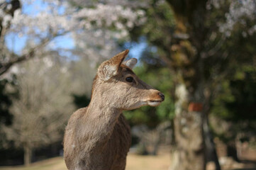 ある晴れた日の奈良公園での鹿と桜
