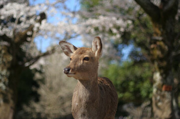 ある晴れた日の奈良公園での鹿と桜
