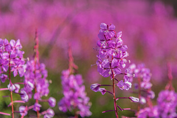 Close up view of Fireweed plant in focus with blurred plants in background. Taken from Yukon Territory, northern Canada. 