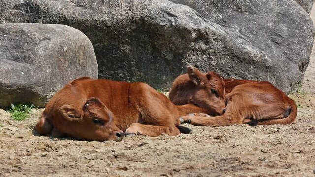 Baby Aurochs, Heck cattle, Bos primigenius taurus, claimed to resemble the extinct aurochs. Domestic highland cattle seen in a German park