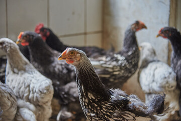 Numerous chickens in a chicken coop on a farm.