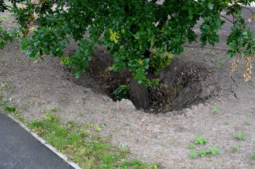 buried tree on a construction site. covered with roots through a larger layer of soil will cause...
