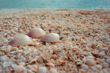 Shell Beach Australia