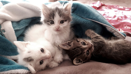 kitten