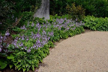 ornamental plant with large leaves and purple flowers grows by the path in the park. loves shady gardens under the trees. cut flowers, perennials for pots and balconies, ground covers - Powered by Adobe