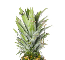 Fresh pineapple with different rings on white background