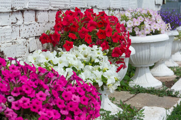 Fototapeta na wymiar Beautiful lush bright petunias in a pot near a white brick wall.