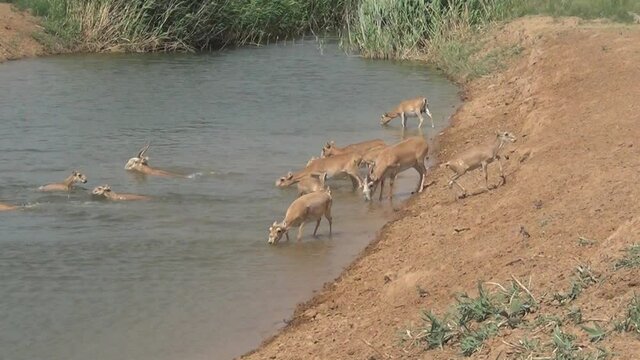 Kalmykia, nature reserve. The saigas came to the watering hole.