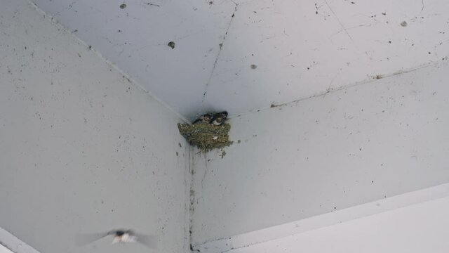 我が子に餌を運ぶ、ツバメの親鳥 4K UHD