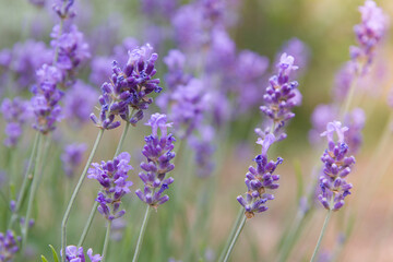 Blooming lavender in a field with sunlight. Summer lavender background. Variative focus
