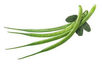 Fenugreek pods or beans w seeds (Trigonella caerulea), fresh, isolated, top view