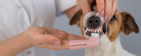Woman veterinarian brushes the teeth of the dog jack russell terrier with a special brush putting...