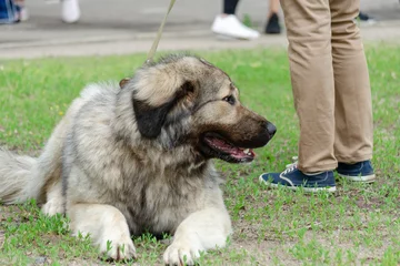 Fotobehang Big fluffy dog lies on green grass. Pet is Caucasian Shepherd Do © Mikhail