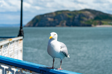 Seagull on the railings of Llandudno pier