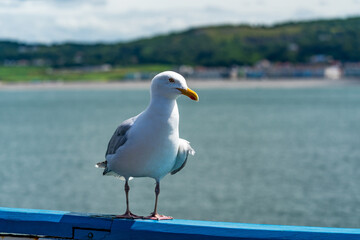 Seagull on the railings of Llandudno pier