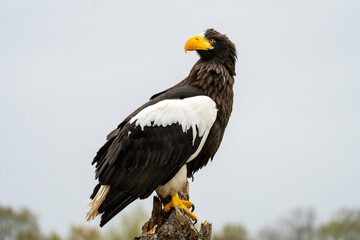 Steller's sea eagle sits on a stump against the background of sky and trees. The bird of prey looks to the left