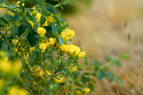 Blooming tutsan in the field