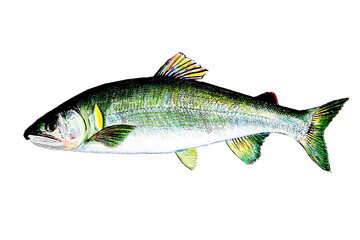 色鉛筆で描いた鮎
