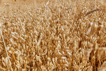 Golden wheat harvest in the field