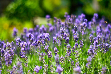 Lavender Flowers Field. Growing and Blooming Lavender