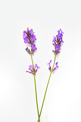 Bunch of Lavender flowers isolated on white background.