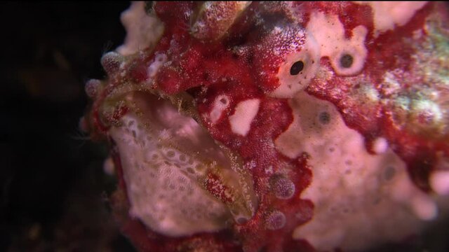 Red and white warty Frogfish (Antennarius maculatus) super close up