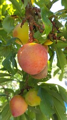 Plums ripen on the plum tree