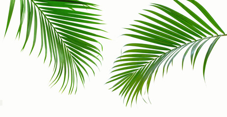 Two green palm leaves branch on white background