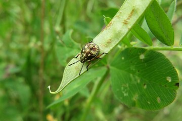 Shieldbug on plant in the garden on natural green leaves background