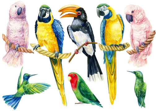 Set of parrots on an isolated white background, watercolor illustration, exotic birds
