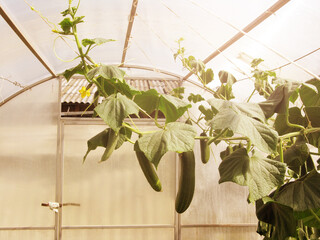 Cucumbers on a bush in a greenhouse