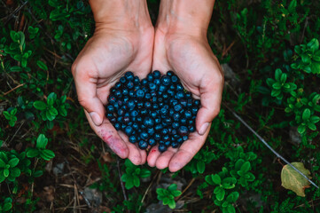 A woman holds blueberries in her hands. Picking blueberries in the forest. Wild berry. The benefits of blueberries. Summer in the forest