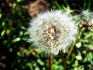 A large dandelion in the field