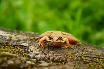 A brown frog sits on a stump and looks into the frame.