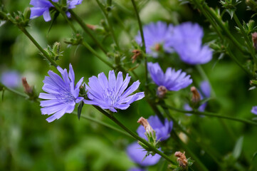 Fototapeta premium Blue flowers of the chicory plant.