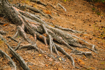 Fototapeta na wymiar Large pine roots on a brown background