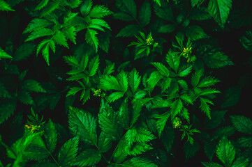 Naklejka na ściany i meble Green leaves of the astilba plant. Summer background. Pattern