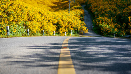 country road through landscape yellow flower fields at evening